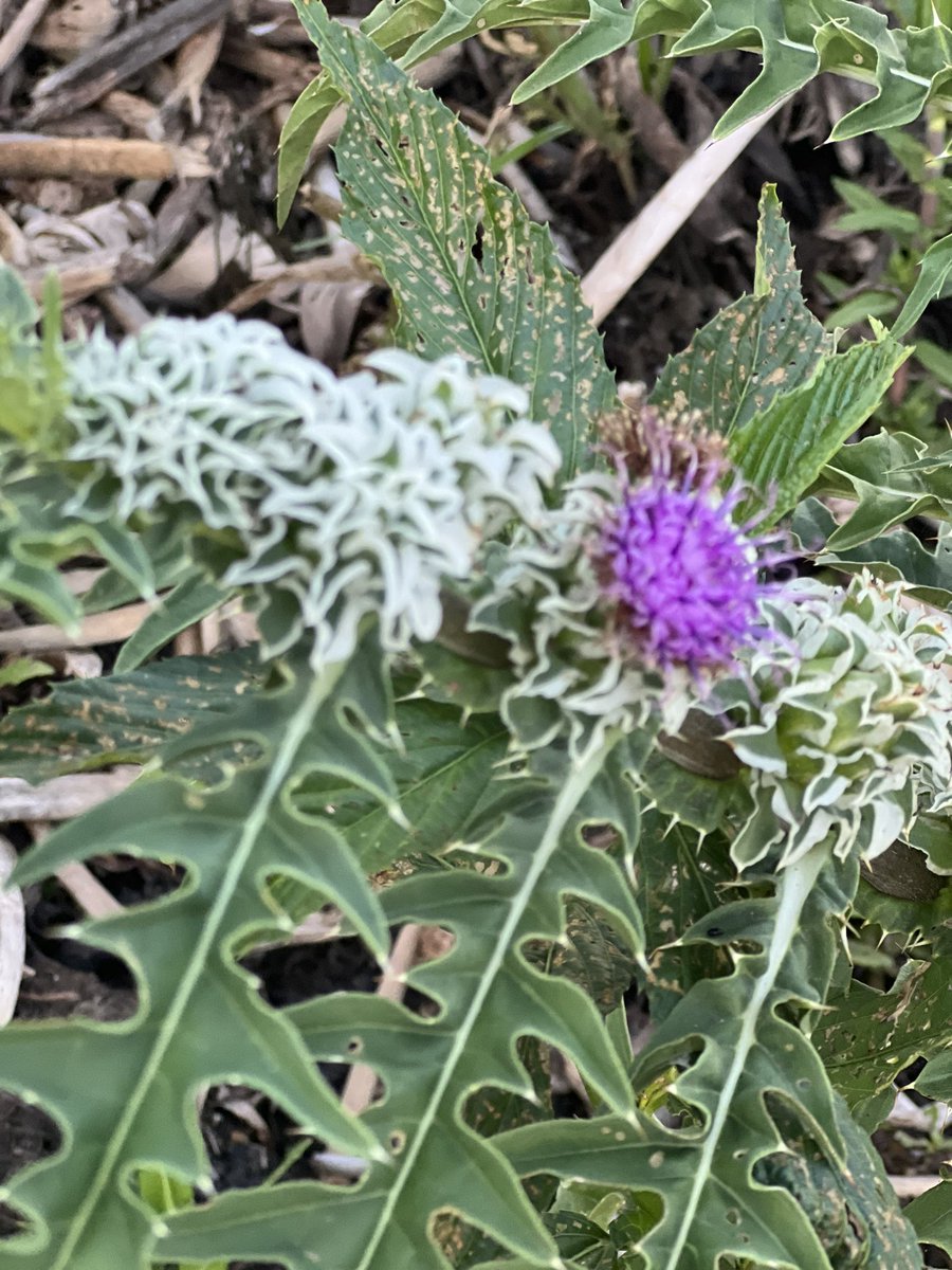 clpanzardi's tweet photo. Celebramos la sanción de la Ley de creación del Parque Nacional Laguna El Palmar en nuestra Provincia 👏🏼

¡5mil has. protegidas! Con especies de fauna y flora únicas y muchas, en peligro de extinción. Un paisaje inigualable, un hermoso lugar que representa la riqueza del #Chaco https://t.co/oAsctGQ4Tv