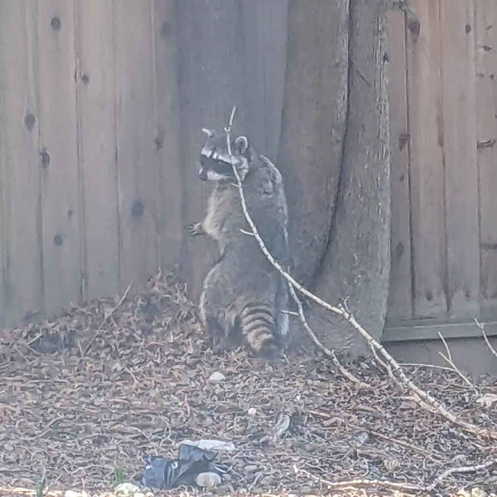 Oh sorry for interrupting, Mr. TrashBear. instagr.am/p/CqWqmA5JJ-W/