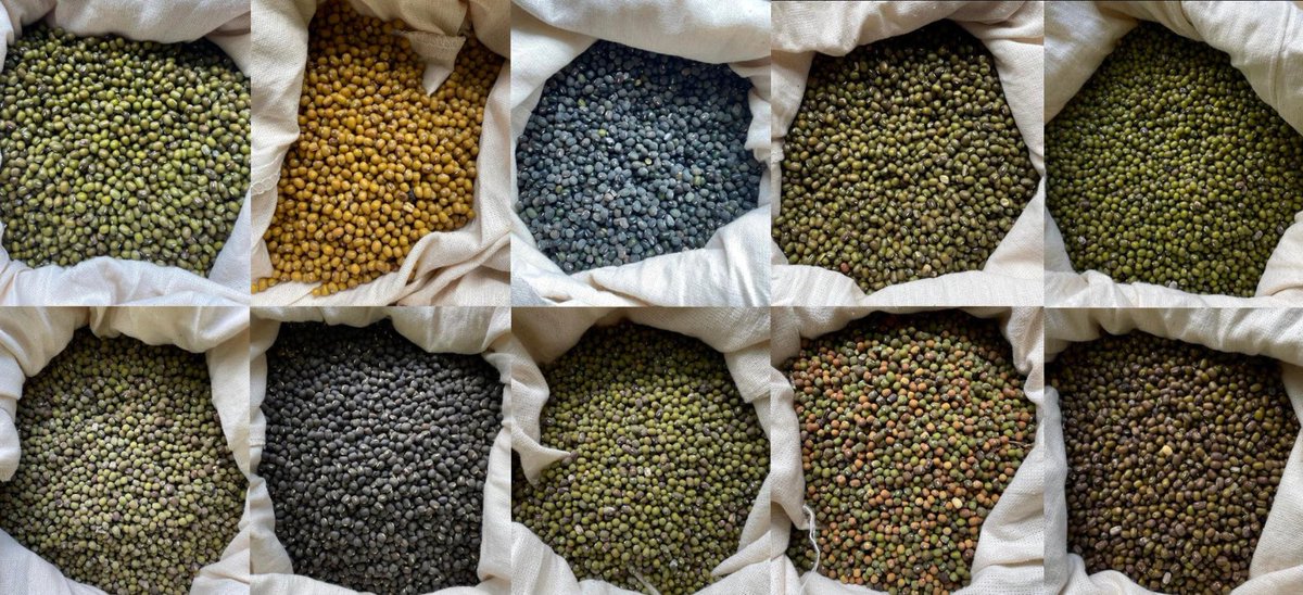 Size and colour are just the tip of the iceberg when it comes to the diversity we are seeing in our #mungbean research! Glad to be apart of developing a more reliable and colourful future for mungbean production ⚡️🫘