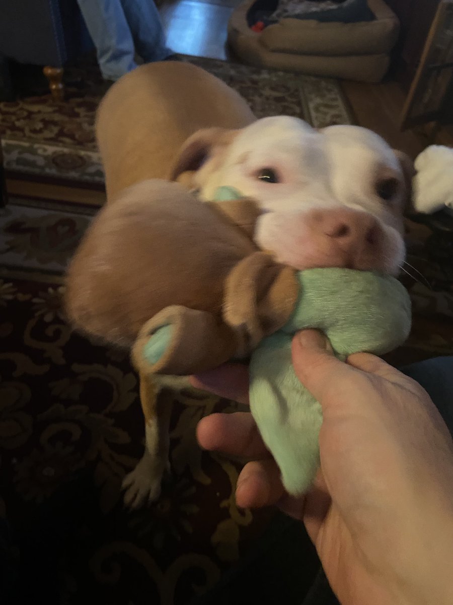 I often forget to mention that Galactus The Dog is my dog… named Galactus (the dog). Behold!