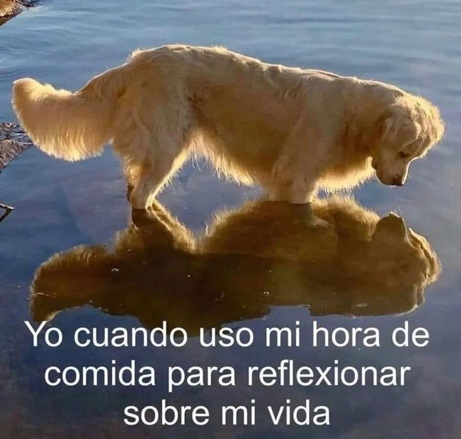 DiloConPerritos's tweet photo. https://t.co/ovc8yl0MjT