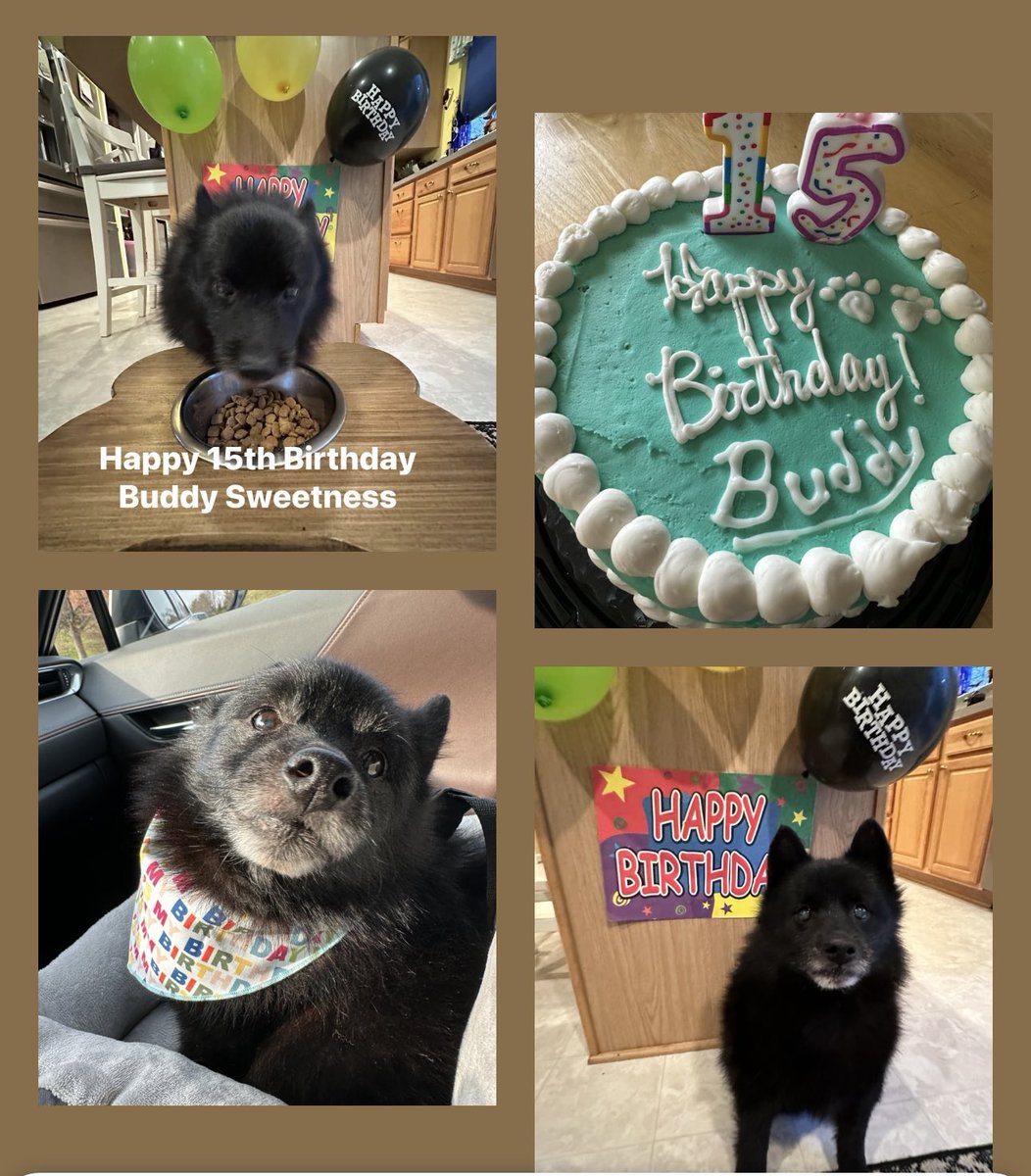 Sullysluv's tweet photo. Happy 15th Birthday to our Buddy 🥳💙🐾 #schipperke #dogoftheday #HAPPYBIRTHDAY https://t.co/2mKdF5gpar
