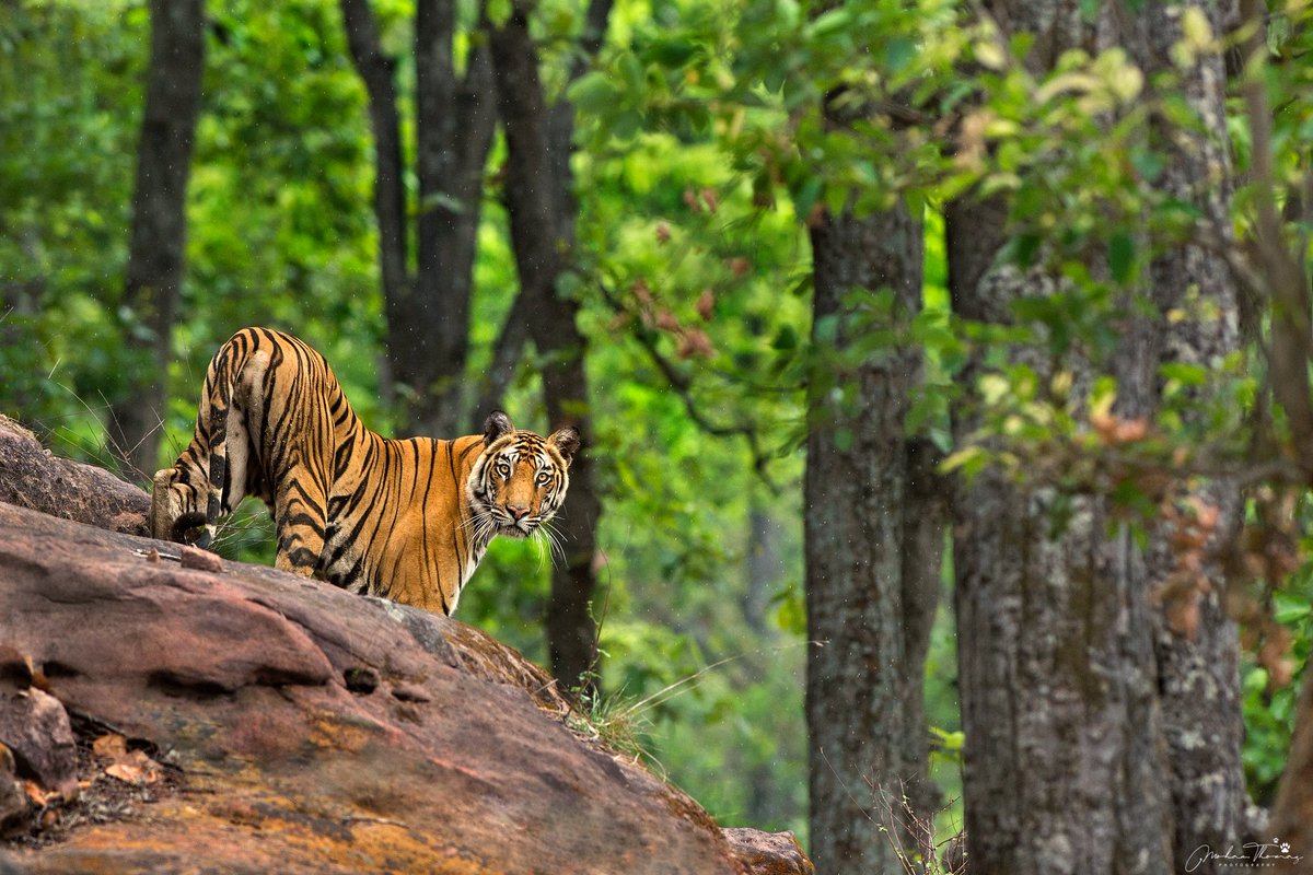 Tiger,
Bandhavgarh.
@NikonIndia #nature #wildlife
