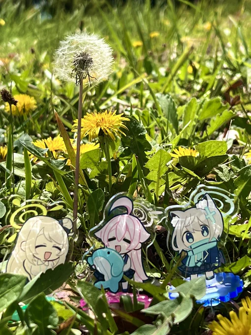 たんぽぽとノノシロホシ 