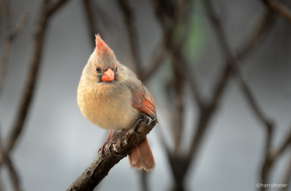 harry_fosters's tweet image. 🎵Pretty Lady🎵 #FemaleCardinal #birds #NaturePhotography #naturelover