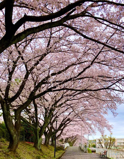 里山が欲しいです今週まではまだ桜拝めそうですミニゴジラ笑 幼稚園休園(゜∀゜)何かありましたかっ  実家の方も満開でした
