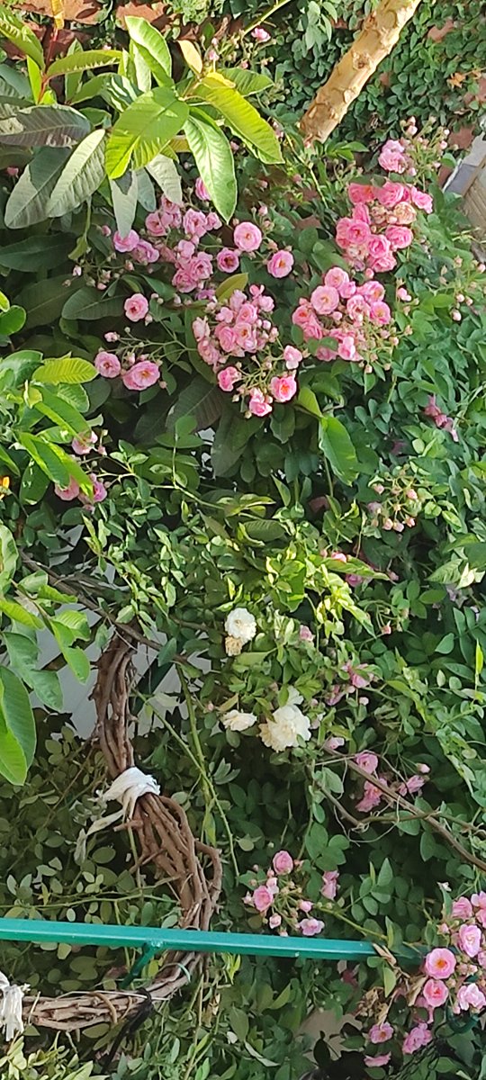 Heena_MAHAJAN1's tweet photo. भवरे बिन बिन करते
इन फूलों पर इतराते...
हवा के संग हरे पत्ते बतियाते....
मेरे घर के आँगन में नन्हे नन्हे पक्षी घोंसला बनाते....
#mygarden #rosebed #Jammudichidi 🐦💐 https://t.co/UynVxXECWQ