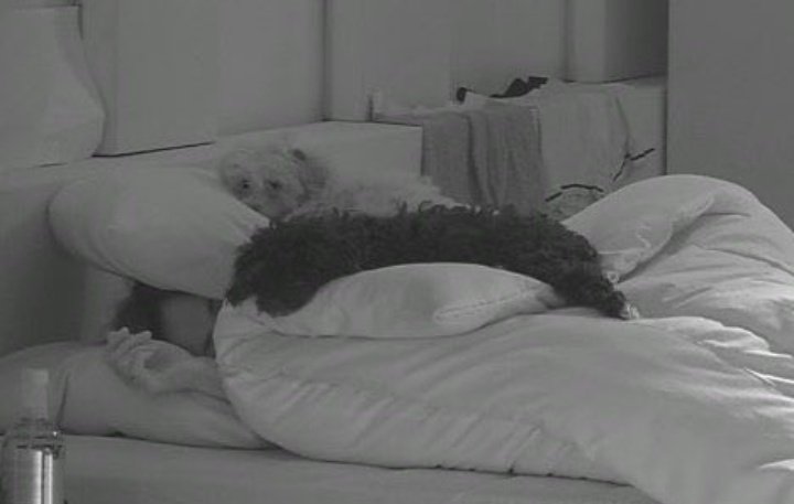 esposoxytocin's tweet photo. Esta bien si les cae mal Romina pero no finjan demencia esos perritos siempre amaron a Romina es su mamá #GranHermano #GH22 https://t.co/jJAu6cLRBb