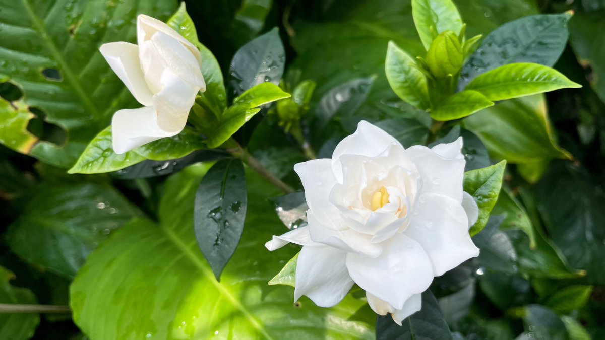 그간 격조했읍니다. 치자꽃 보여드리려고 왔어요😆