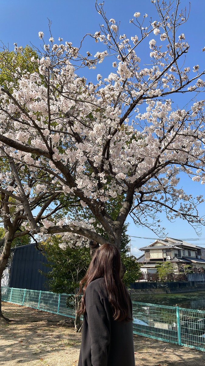 miku002439's tweet photo. 桜見に行ってきました☺️
綺麗だった⟡.·*. https://t.co/RreHX8KKjW