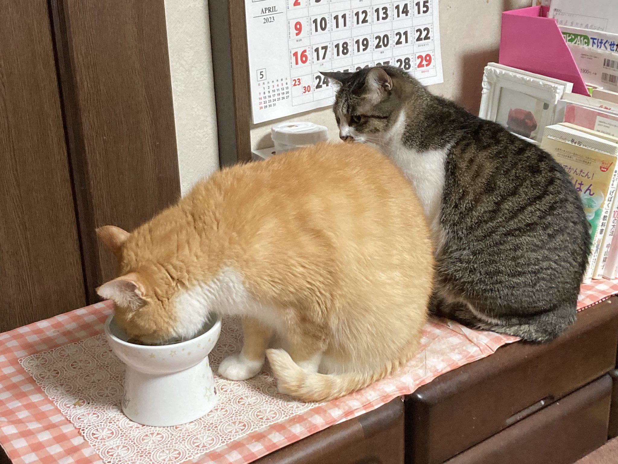 猫と四つ葉のクローバー🍀 (@4clover_cats) / Twitter 猫と四つ葉のクローバー🍀 (@4clover_cats) / Twitter