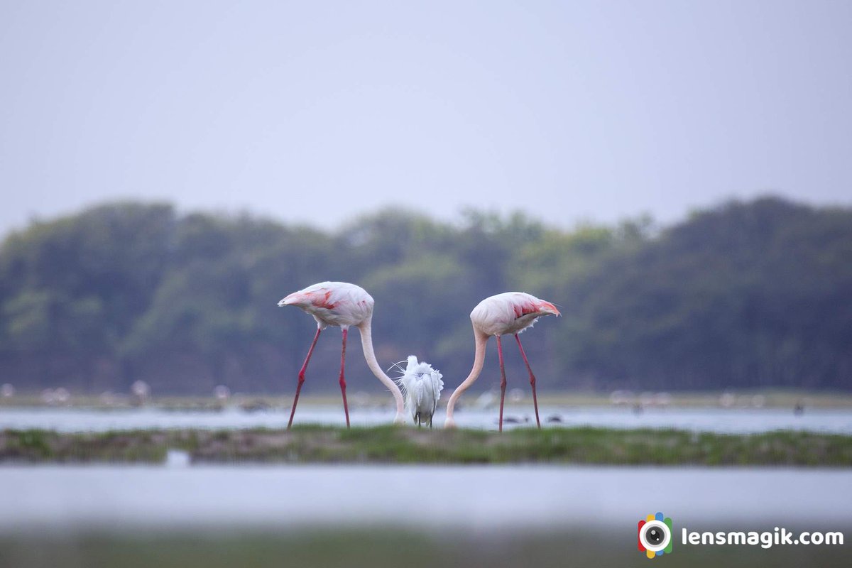 Greater Flamingos bit.ly/3RQPmti Birds of Gujarat #greaterflamingo #flamingobird #birdsofGujarat #birdsanctuarygujarat #thollakebirds #birdwatchingasia #birdphotography #wildlifephotography #twitternaturecommunity #IndiAves