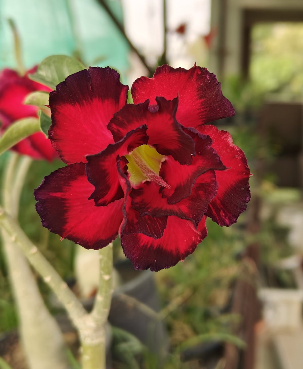 rajsol29's tweet photo. #floweroftheday #adeniumlover #adeniumobesum #adenium #adeniumflower #adeniumflower #adeniumplant #adeniumplants #AdeniumGrafted #desertrose #adeniuminjodhpur #adeniumplantsinjodhpur
#roseplant #SpringIsComing #garden #gardening #gardensoffacebook #gardeningfacebook #gardeningismytherapy #flowerplants #flowers #plants #summer #rajgardenlants #rookhrajpaudhshala #plantnursery #nurserynearme
#rareplants #summerflowers
https://t.co/yY42Z8USLC
#RahulGhandi