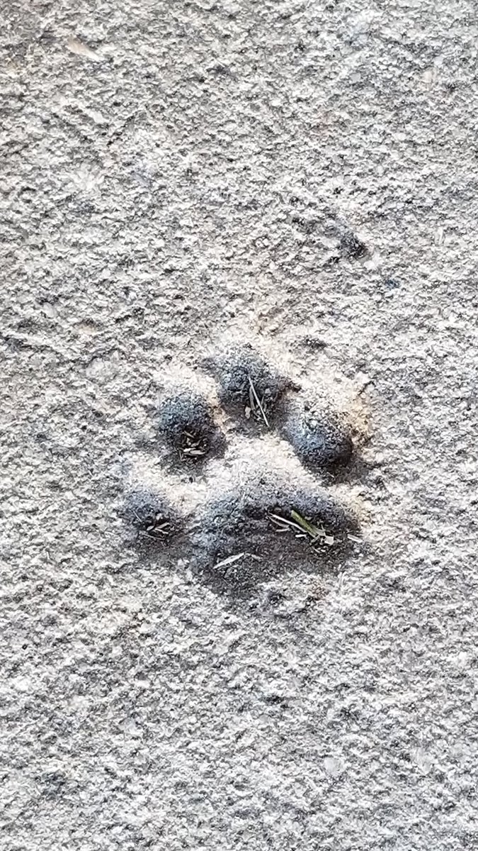 carolynstearns's tweet photo. #MarchMacroChallenge many years before Twitter our cat Dancer walked through the newly poured cement barn floor, #memories #CatsOfTwitter from days gone by https://t.co/WnortQyqw3