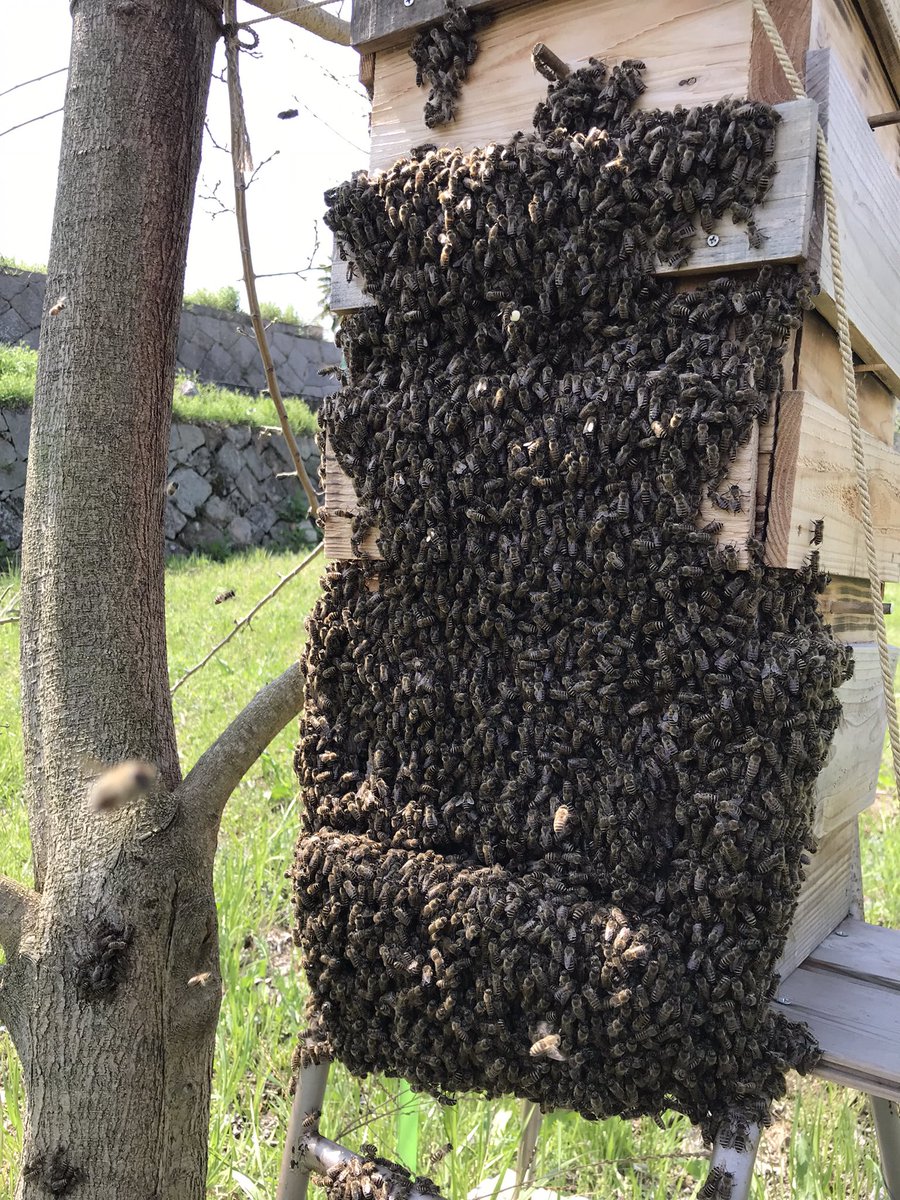 今年初分峰確認🐝何度見ても圧巻だな！