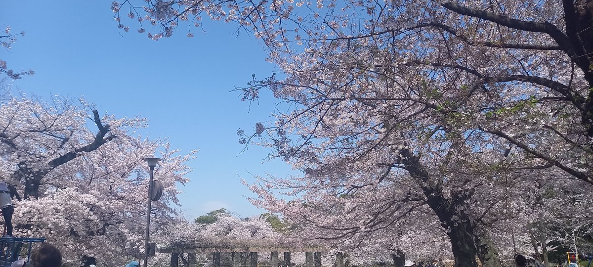 maron_voyage_gt's tweet photo. めちゃくちゃお花見日和🌞🌸
#桜
#originalflava 聴きながら散歩
#ベクトル
#佐田慎介
#ギター カッコいい~✨️
心地よく散歩🚶♀️❣️
何時間でも居れそう☺️☺️☺️☺️
キュンちゃんも連れてきた😂 https://t.co/OzotWbGyFp