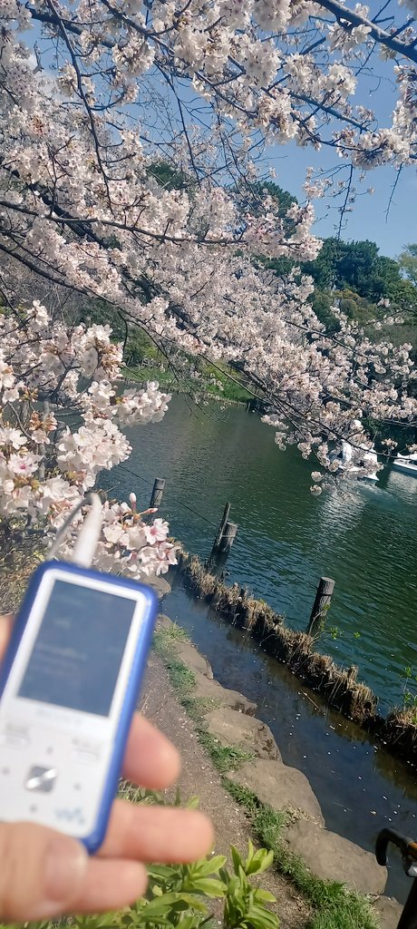 maron_voyage_gt's tweet photo. めちゃくちゃお花見日和🌞🌸
#桜
#originalflava 聴きながら散歩
#ベクトル
#佐田慎介
#ギター カッコいい~✨️
心地よく散歩🚶♀️❣️
何時間でも居れそう☺️☺️☺️☺️
キュンちゃんも連れてきた😂 https://t.co/OzotWbGyFp