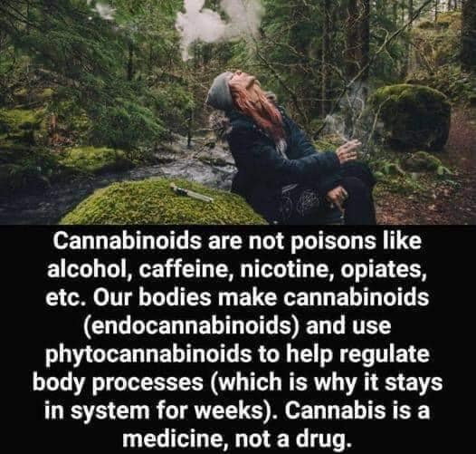 🌱🪴💚
#cannabis
#cannabisoil
#cannabis420
#cannabisclub
#cannabisdaily
#cannabislover
#cannabisheals
#cannabiscures
#cannabisseeds
#cannabisgrower 
#cannabisculture
#cannabispatient
#cannabissociety
#cannabislifestyle
#cannabisismedicine
#CannabisCommunity 
#cannabisconnoisseur