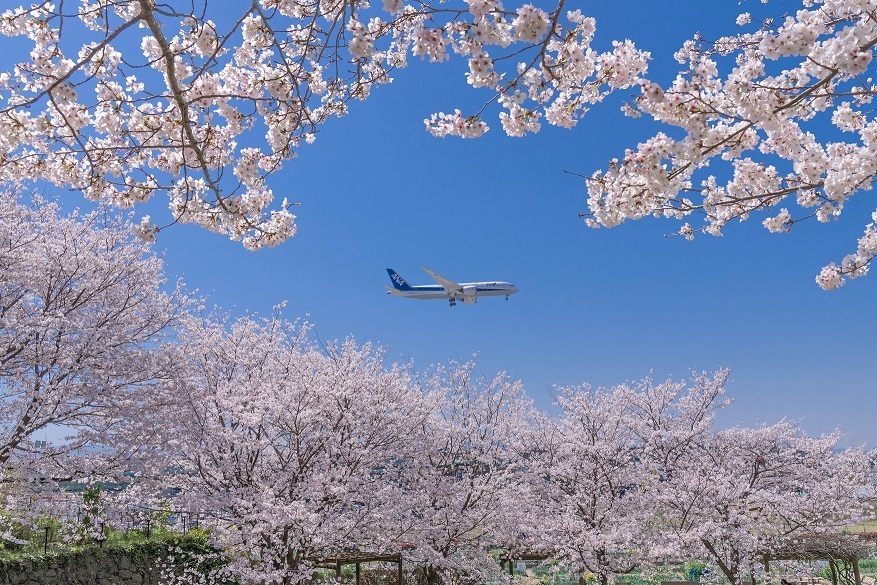 ／
航空写真家A☆50/Akira Igarashiから撮れたて
『桜×ヒコーキ』ショット📷🌸
＼
福岡でも満開の桜を見れる季節になりましたね😉✨
満開の桜と青空にヒコーキのアクセントは言葉では言い表せない美しさです😊
是非皆さまおすすめの、桜×ヒコーキのショットをシェアしてください📷💕

#福岡空港