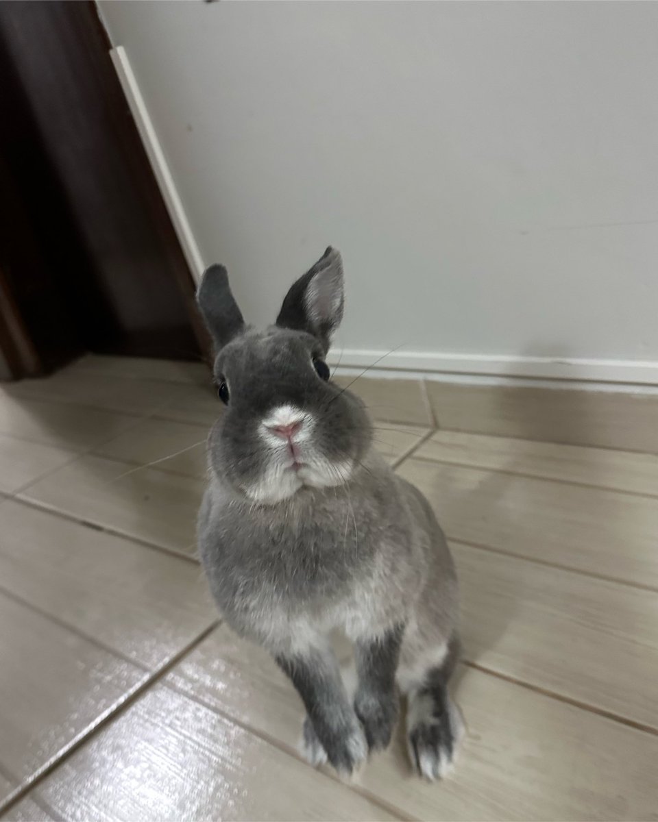 CLASSIFIQUE O SEU PET
Raça: Netherland
nome: Luna                                             
beleza: 10
inteligência: 6
raiva: N
medo: Ficar no colo, cortar as unhas, arrumar o banheiro                                    
já mordeu alguém: tenta me pegar para ver. <a href="/BichinhosFB/">Bichinhos fofinhos pra quem ta cansado</a>