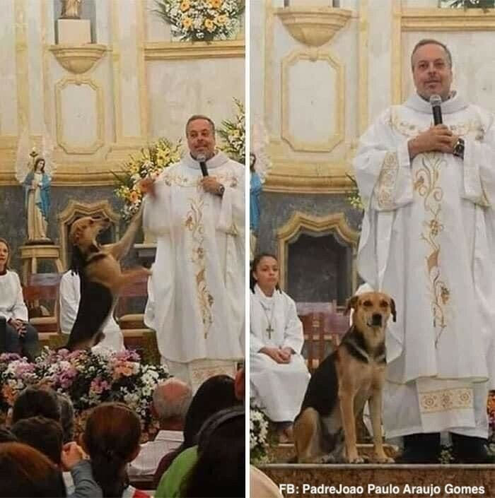 'Brazilian priest João Paulo Araujo Gomes, from the Diocese of Caruaru, takes abandoned dogs off the streets, feeds them, bathes them, and then presents a dog to each mass, to be adopted. Dozens of stray dogs already have a home thanks to the priest.' ⭕️ Follow @EpochInspired