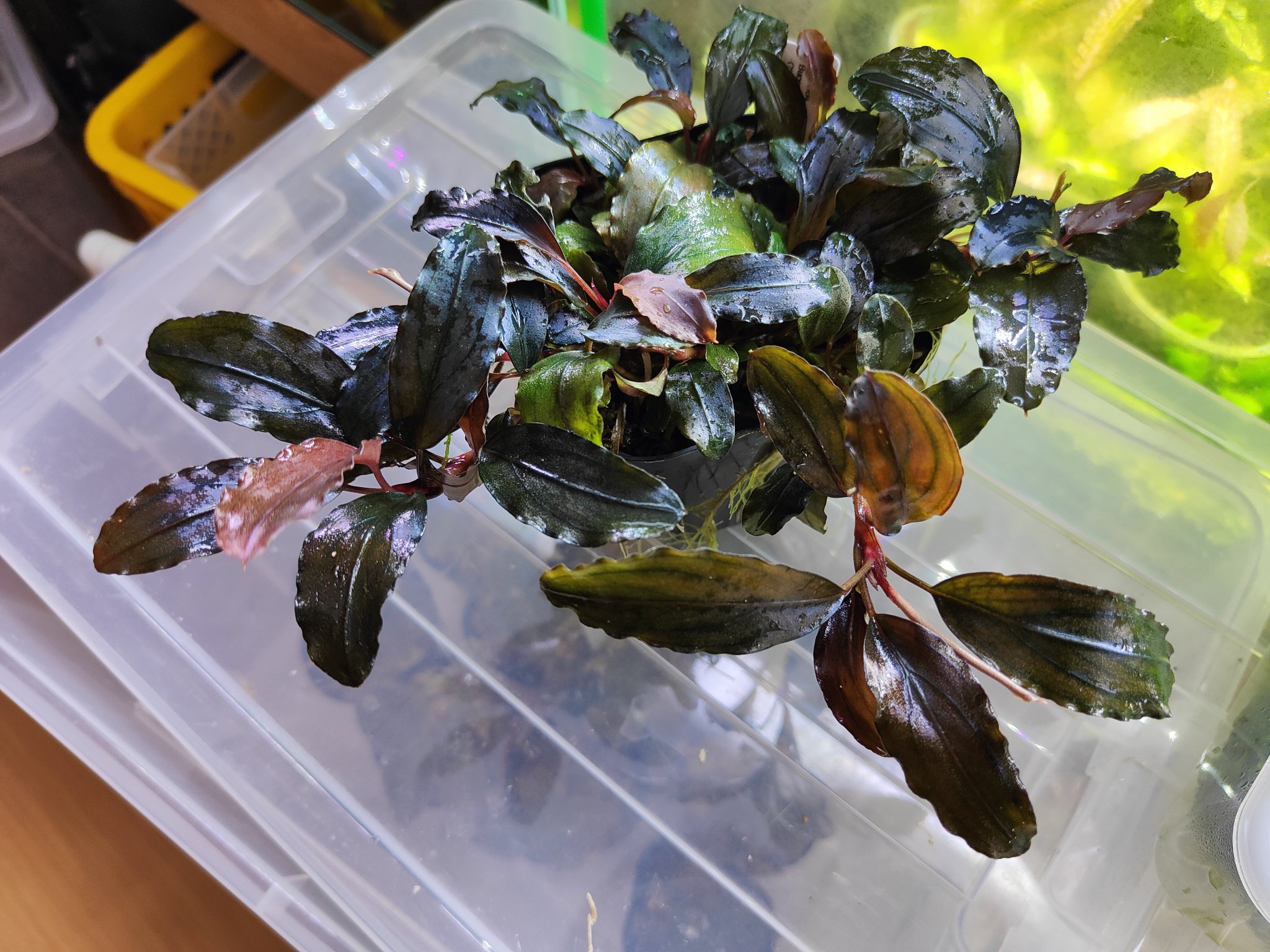 ブセファランドラ Bucephalandra sp. Brownie ghost 2016
