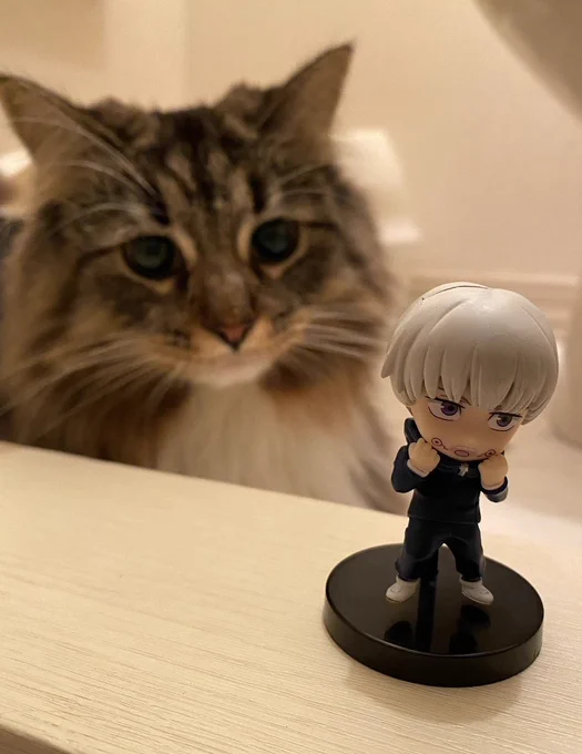 友人宅のお猫様と棘くん 