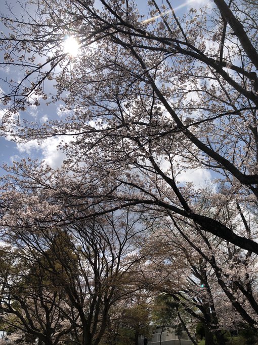 お花見とお弁当。穏やか 