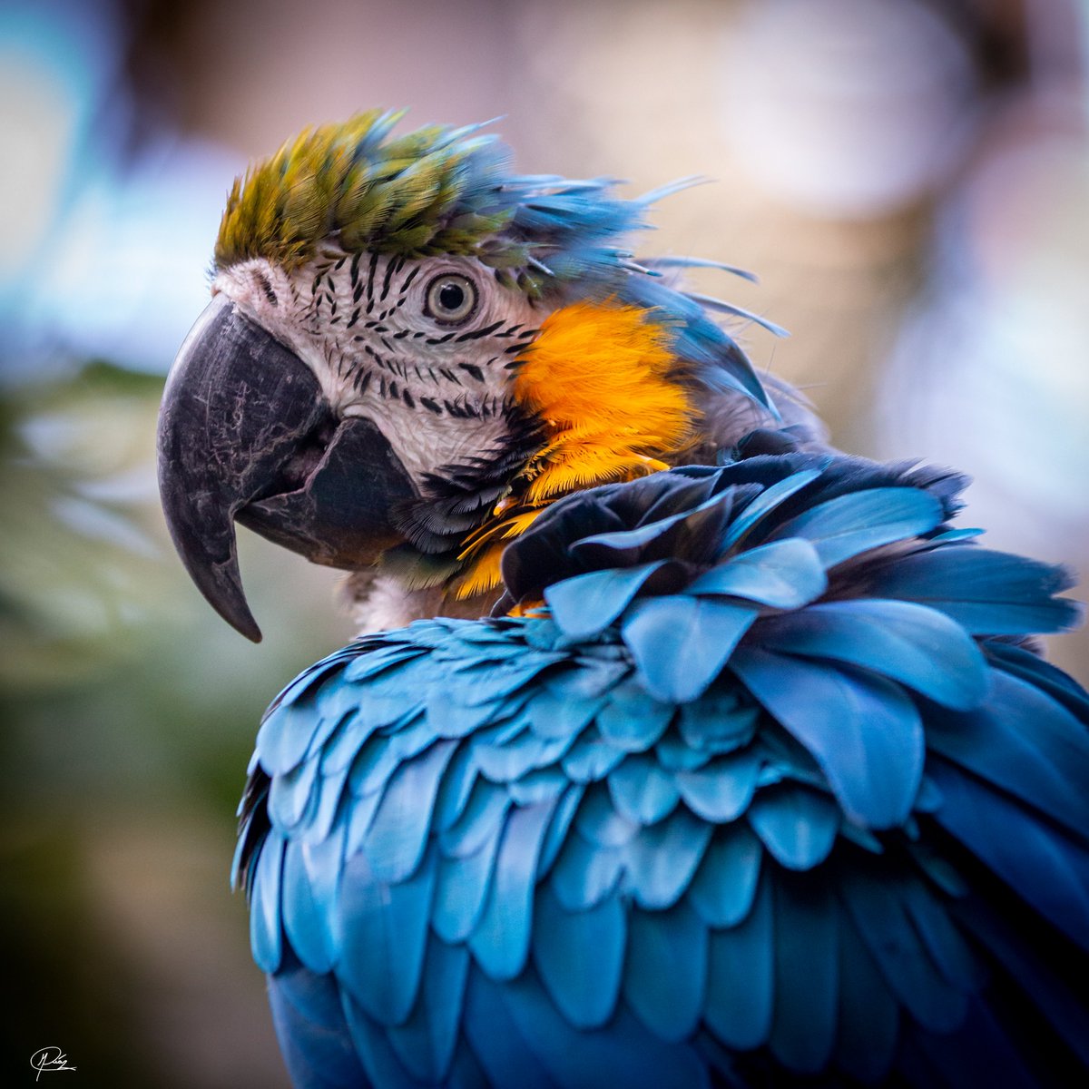 marcodiazfoto's tweet photo. Con una envergadura de alrededor de 1 m y un peso de hasta 1 Kg, la lapa azul y amarillo (Ara ararauna) es una de las aves más grandes de su especie. Su inteligencia y habilidades sociales lo convierten en una de las aves más fascinantes para observar y fotografiar #BIRDS https://t.co/zQxFdHN6UH