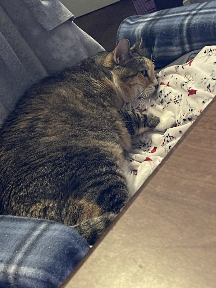 Little Puss relaxing in my gaming chair as we watch @therookie.
#TheRookie #TheRookieABC 
#CatsOnTwitter #CatsOfTwitter #CuteCats #Cats #TabbyTuesday #TabbyTroop #CalicoCrew