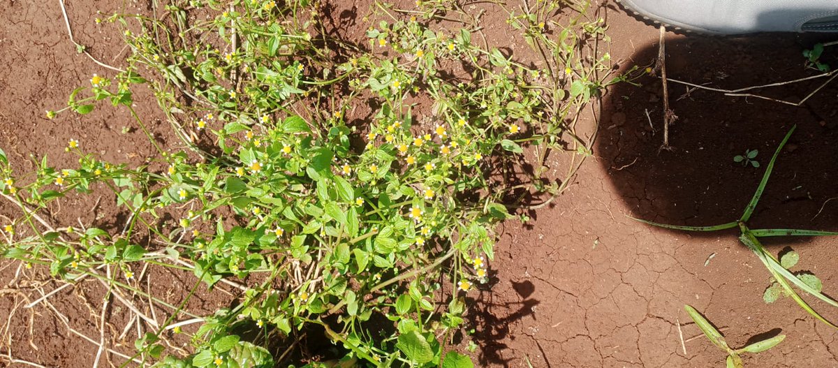 GidionOtiso's tweet photo. @FredKaiser9 @GeraldinLengai1
Presence of weeds in crop fields contribute to a significant yield loss. Effective weed management is crucial for higher yields, when all other agronomic factors are provided for. https://t.co/VdJ6nfcHO2