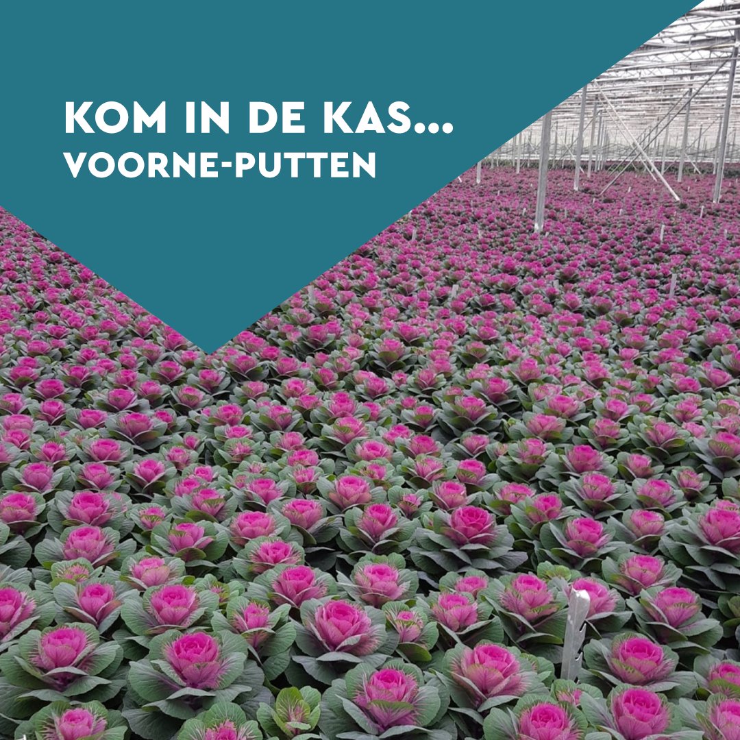 Kom in de Kas 2023 op… Voorne-Putten ✨

Het is tijd om kennis te maken met de agrarische sector op Voorne-Putten 🤩🕙

Ontdek hoe verschillende gewassen worden gekweekt. Bekijk de mooiste bloemen en planten en aai de lammetje en kalfjes.  komindekas.nl/locaties/voorn…