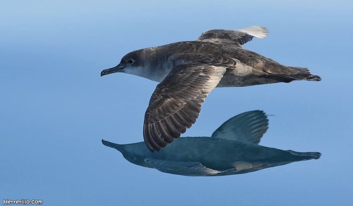 Pardela balear (Puffinus mauretanicus) volando bien cerca del agua