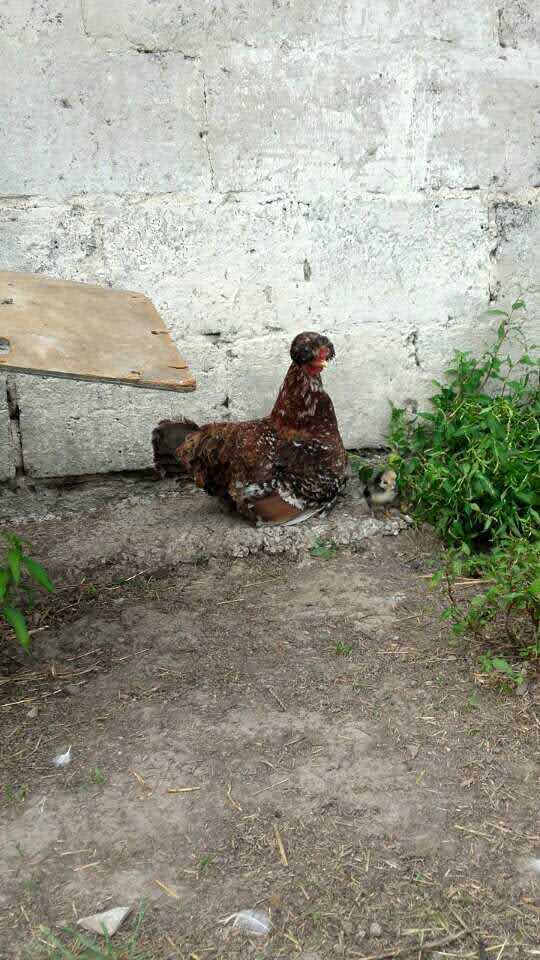 JajkoAndrzej's tweet image. #domowe #zwierzeta #Animali #Animals