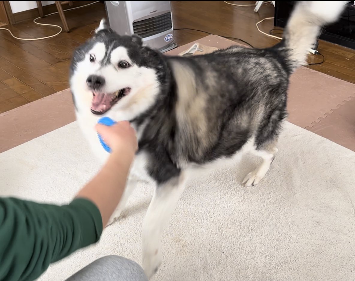 aruchannel0328's tweet photo. 大きくても中身は子供😄 https://t.co/AD9hXkAR7Y