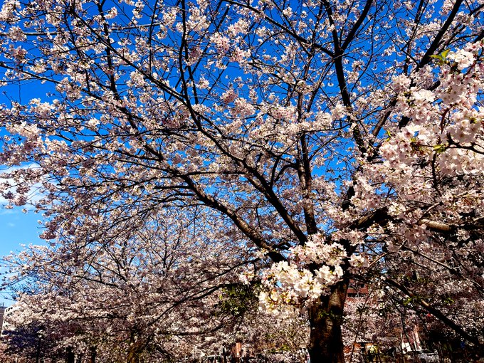 結局花見もして横浜も行ってきました！念願のハートオブヨノイ、甘みと苦みが絶妙でまさに恋の味！美味しかった〜！あと朝から何