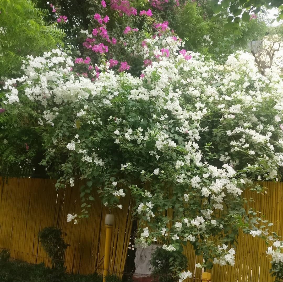 tikulli's tweet image. Near IIC, Delhi. #Bougainvillea #delhispring #springindelhi #delhitrees #treesofdelhi #flowers #spring
