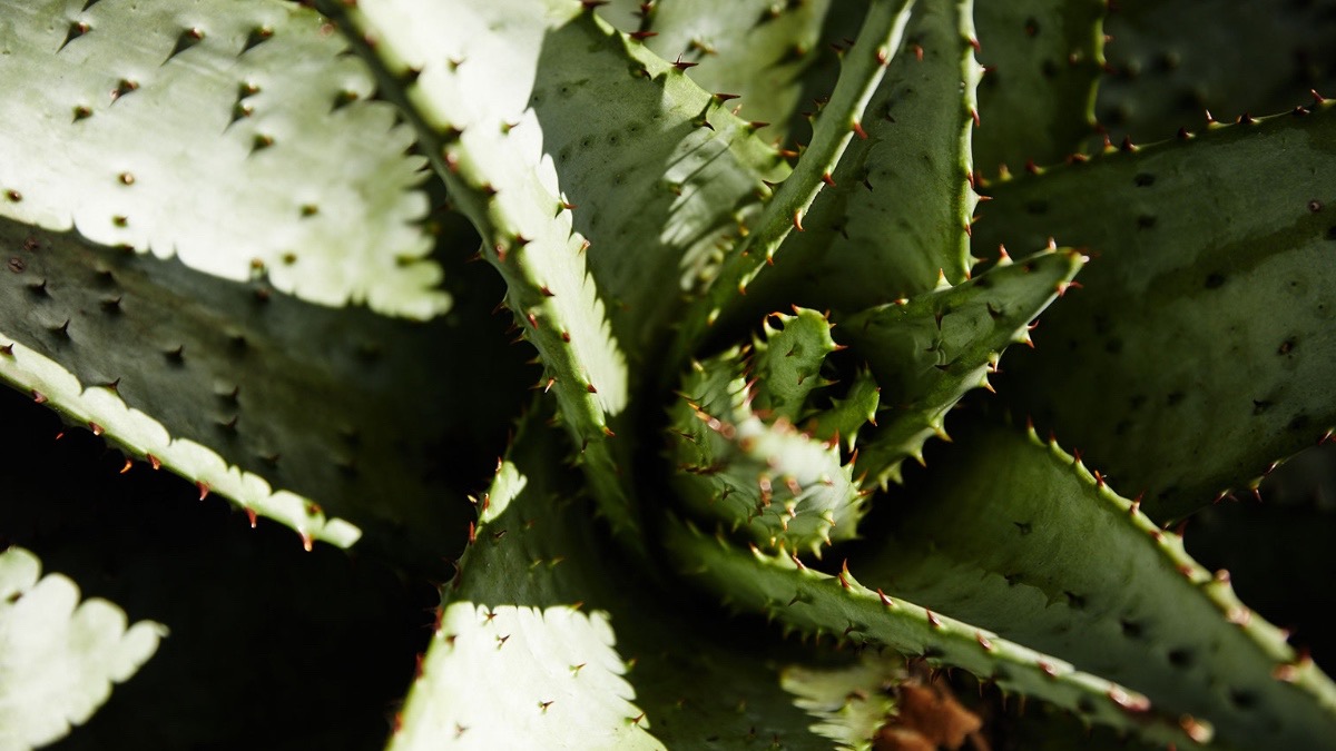 Aloe spectabilis

❇️ Native to KwaZulu-Natal
❇️ Has antibacterial and antibiotic properties.
❇️ Grows 10 leaves a year, so by counting the leaves on the plant as well as the dead leaves on the trunk you can work out exactly how old it is.

Photography: Craig Scott Photography