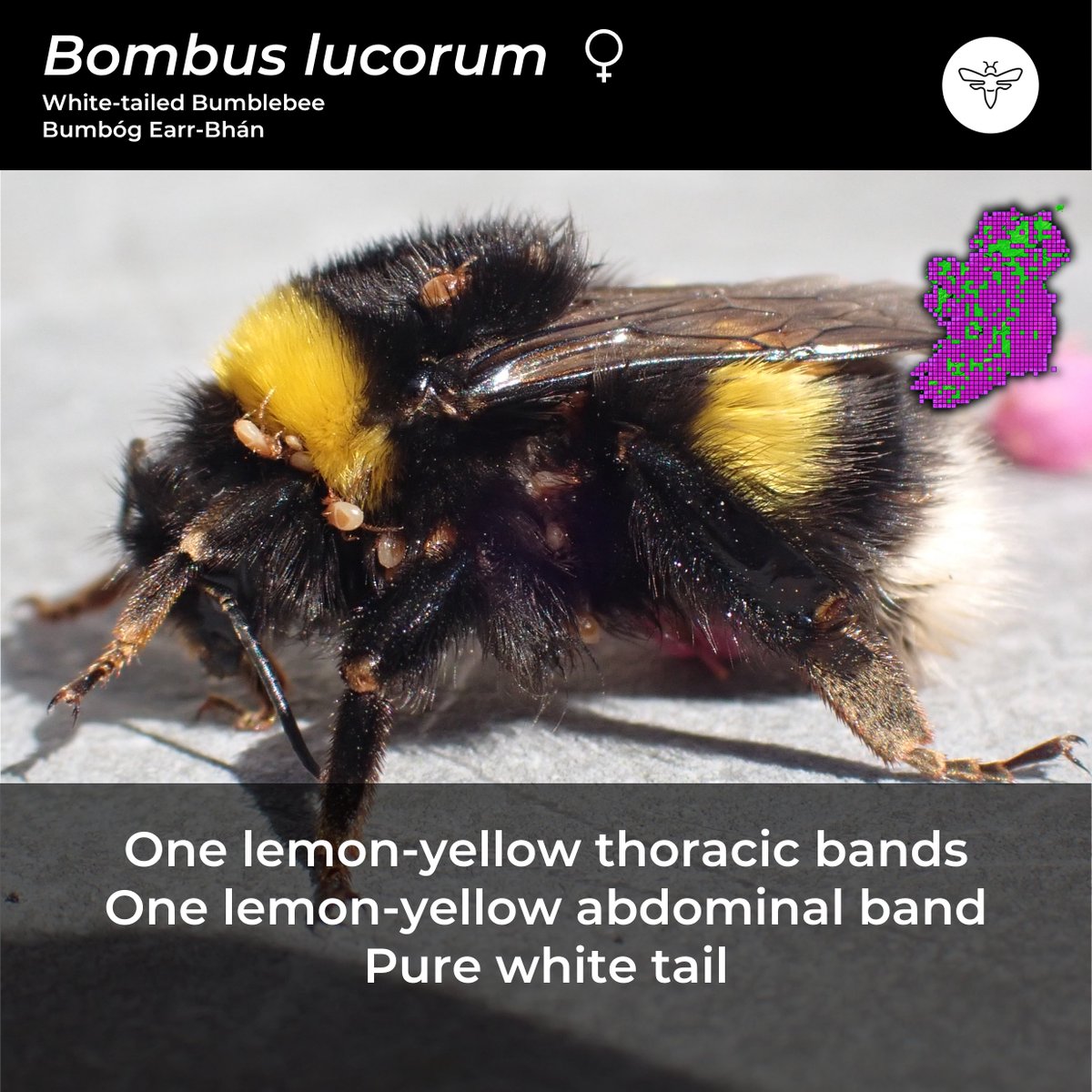 BeesOfIreland's tweet image. Day 2 of #CouchTo10SpringBees

Just to add, the mites on the bee are harmless and are hitching a ride until she founds a nest at which point they will disembark and keep her new nest clean.

Google 'phoresis' to find out more...