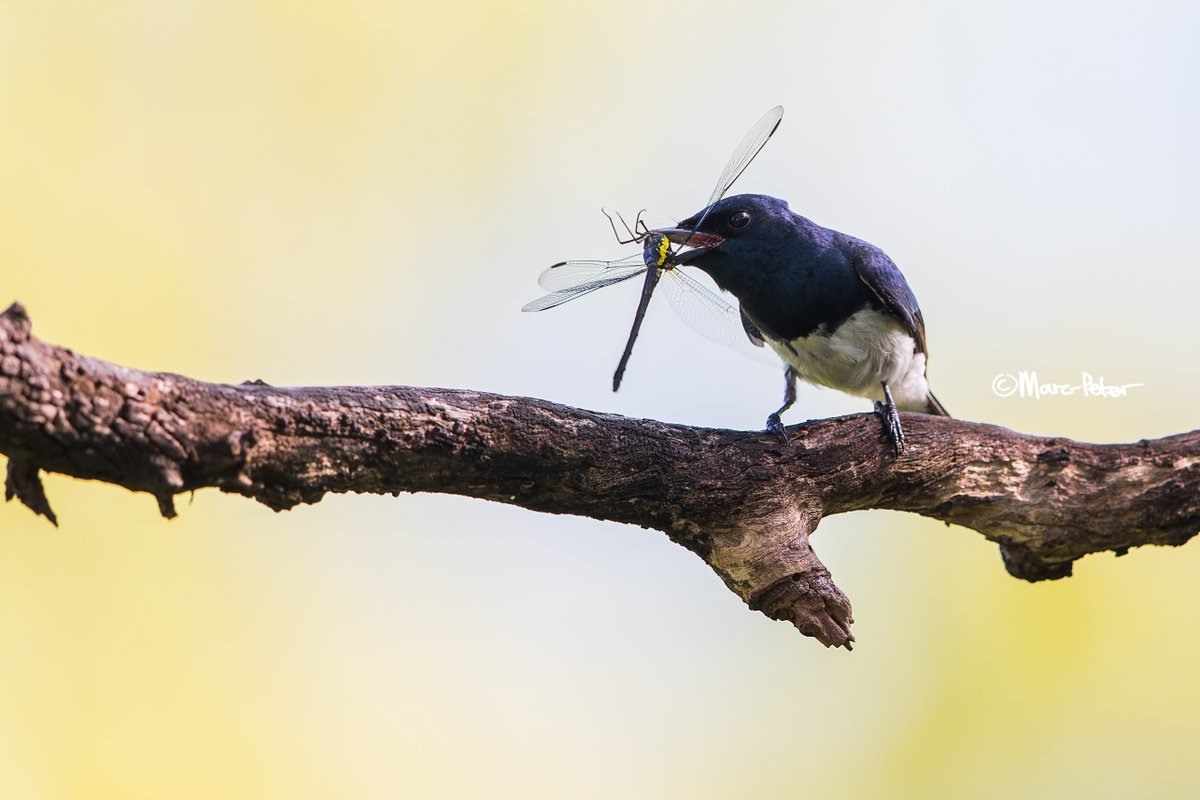 Guest and local photographer @marcpeterphotography captured this wonderful shot of the Satin Dragonflycatcher here at <a href="/thalabeach/">Thala Beach Lodge</a> last week.... beautiful! 🌿🐦

#exploreTNQ #portdouglasdaintree #thisisqueensland #thalabeach #explorecairnsGBR #ausgeo #natgeo #birdsofaustralia