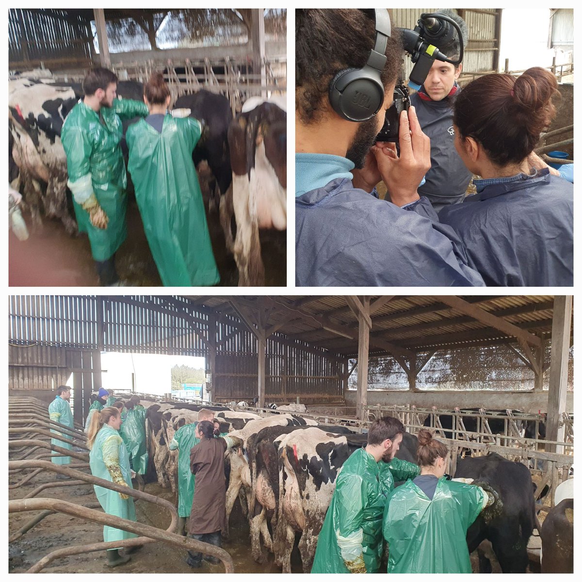 GuatteoRaphael's tweet photo. Tournage ce matin avec une équipe télé pour un reportage sur les vetos de demain. 📺 pour montrer nos étudiants en élevage 🚜 à faire un suivi de reproduction 🐄 🐮 🐄
Bientôt le résultat de la Magazine de la santé sur France 5. .et bientôt sur le terrain
#oniris #envf https://t.co/9239fzLl8H