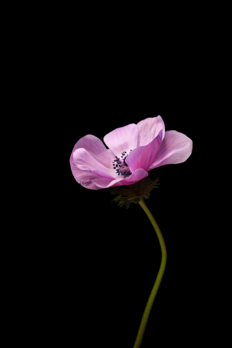 Photographic prints of my work are available to help fund a new project I plan to embark on (all from bed - due to chronic illness). This will all be shot on 4x5 #largeformat #film
Contact for more information on prints.💙#photography #chronicillness