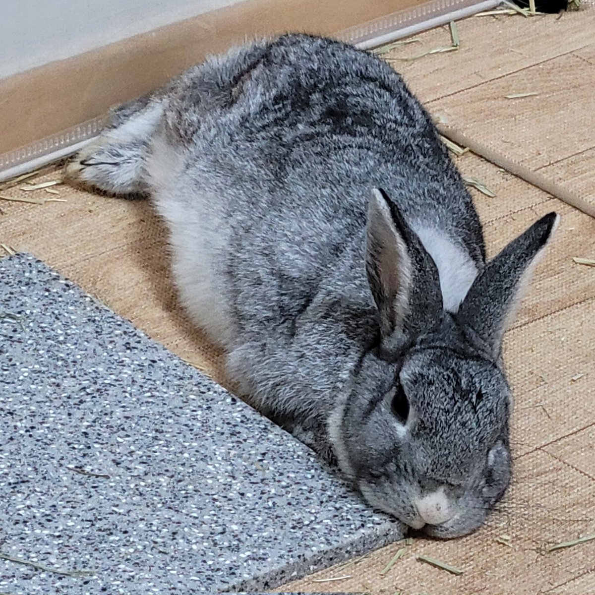 쪼글쪼글 마른 꼬등어 on Twitter "RT Dust_Rabbit_ 저번에 찍은 사진 보는 중인데 이 사진 너무.. 배 뽈록"