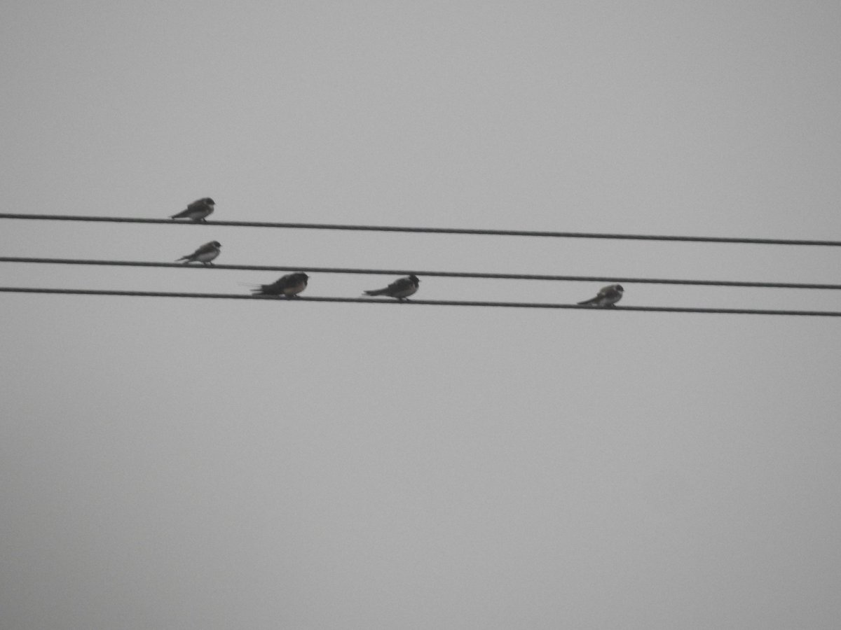 AxeBirder's tweet image. The rain has clearly downed a fair few migrants into the Axe Valley this morning. Several singing Willow Warblers and Chiffchaffs on my walk to work, with a carpet of Sand Martins and a few Swallows feeding low over the marshes #spring #soundsofspring