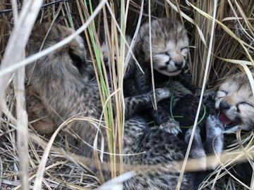 Cheetah