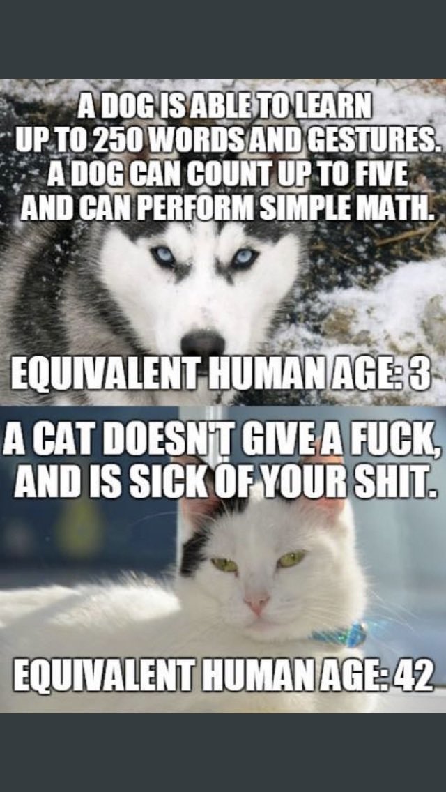 ShazzBakes's tweet image. I'm usually comparing dogs and cats by how they greet you when you come home.
Dogs = wild dancing!
Cats = stalk sulkily toward their empty food bowl
But this is probably the best comparator: