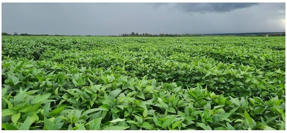 SilverStreetCap's tweet photo. Soya bean crop at #Silverlands Serenje in Zambia
ahead of the harvesting season next month.
#soyabeans #zambia #serenje #agribusiness #agriculture #impactinvesting #investinafrica https://t.co/SGZ43ivpng