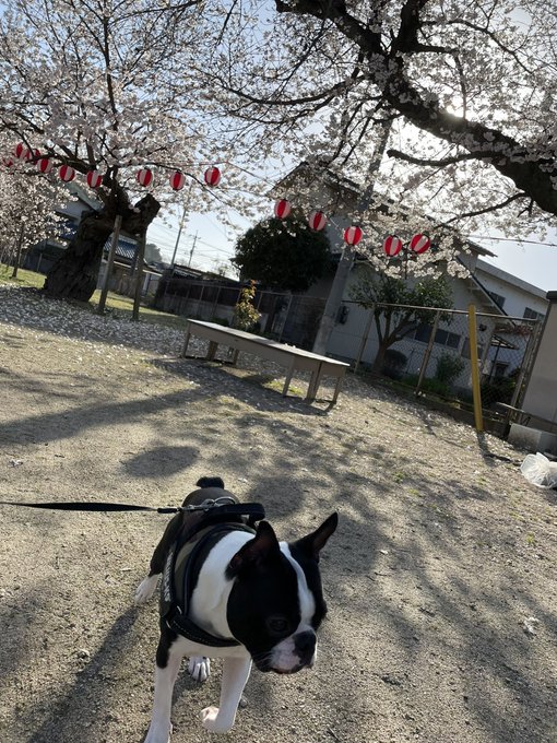 桜満開です  