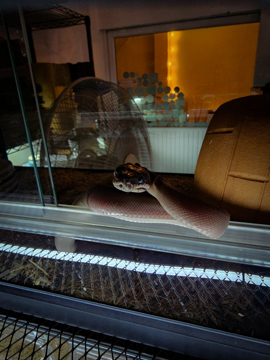 Reptile_Academy's tweet image. หนูสวยมั้ยคะพี่~~
#ReptileAcademy
#Whitelippedpython
#ไวท์ลิปไพธ่น
#เลี้ยงงู