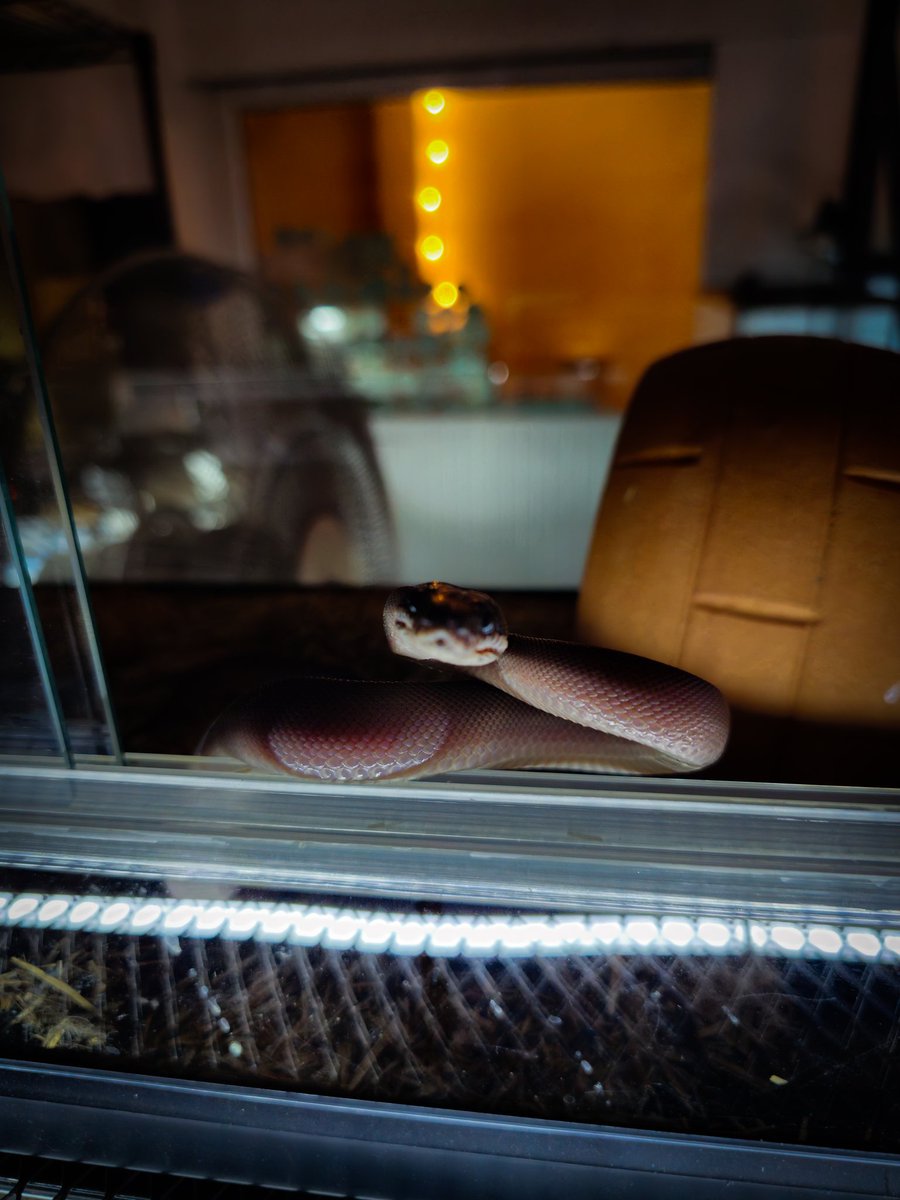 Reptile_Academy's tweet image. หนูสวยมั้ยคะพี่~~
#ReptileAcademy
#Whitelippedpython
#ไวท์ลิปไพธ่น
#เลี้ยงงู